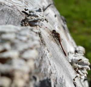 Close-up of ant on tree trunk