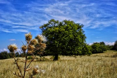 Trees on field against sky