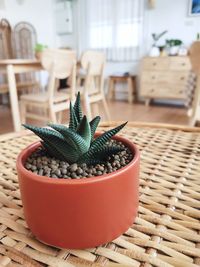 Close-up of succulent plant in basket on table