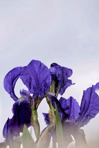 Close-up of purple flowers