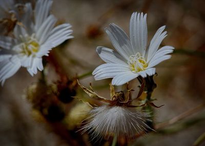 Close-up of flower growing outdoors