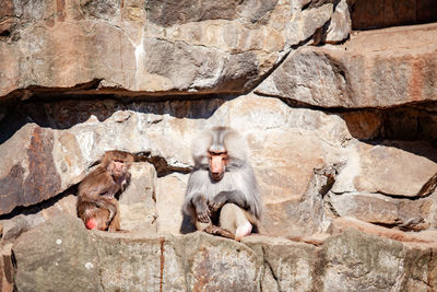 Full frame shot of rock in zoo