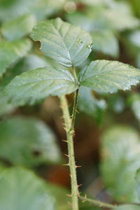 Close-up of fresh green plant