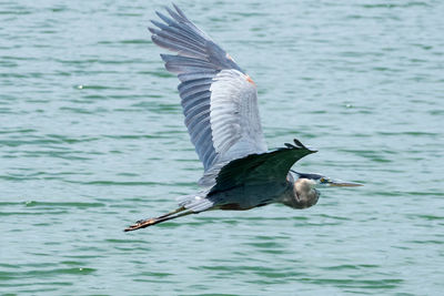 Bird flying over the sea