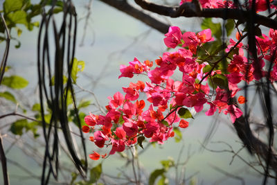 Close-up of pink flowering plant by lake