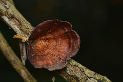 Close-up of shell on tree