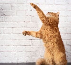 Adult ginger cat jumps and raises its paw against the background of a white brick wall