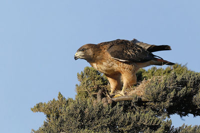 Low angle view of eagle perching on tree against sky