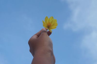 Low angle view of hand holding flower against blue sky