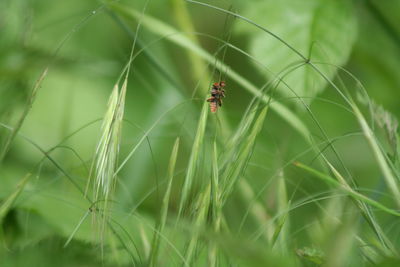 Close-up of insect on grass