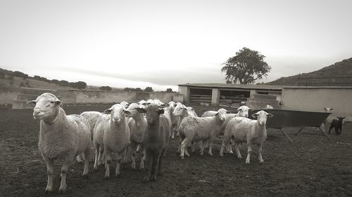 Cows on field against sky