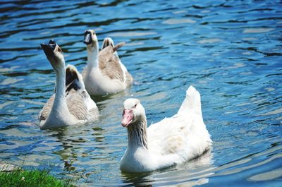 Swans swimming in lake