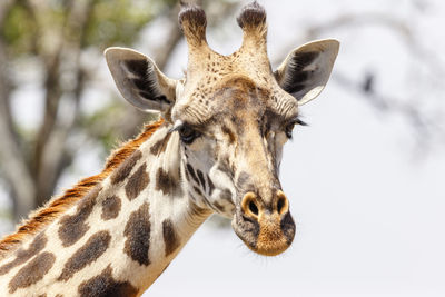 Close-up of a giraffe