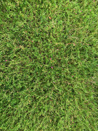 Full frame shot of grass on field