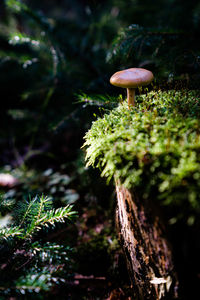 Close-up of mushroom growing on tree