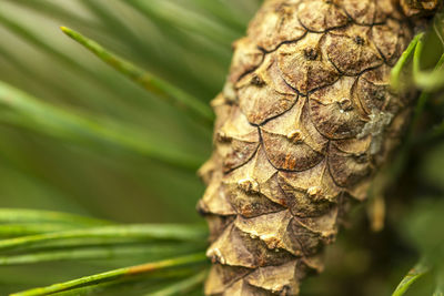 Close-up of leaf