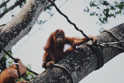 Low angle view of monkey sitting on tree