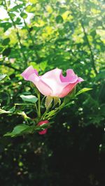 Close-up of pink flowers