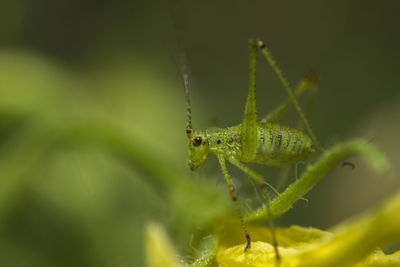 Close-up of insect on leaf