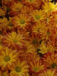 Full frame shot of yellow flowering plants