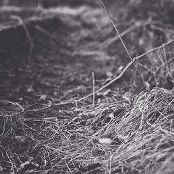 Close-up of plant growing on field