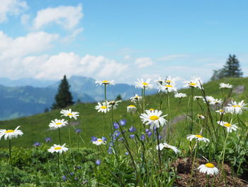 Daises blooming on field against sky