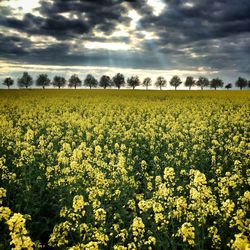 Scenic view of field against cloudy sky