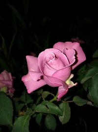 Close-up of pink rose