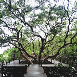 Trees in the forest