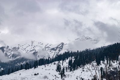 Panoramic view of pine trees on snowcapped mountain against sky