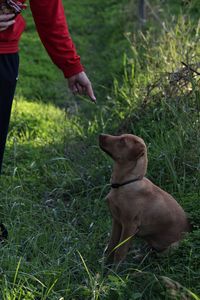 Dog on field