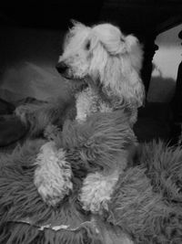 Close-up of dog