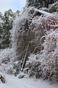 Snow covered trees