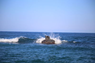 Scenic view of sea against clear sky