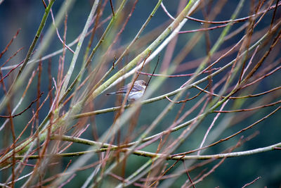 Close-up of bird perching on plant