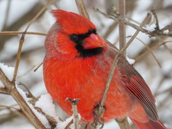 Close-up of bird perching on branch