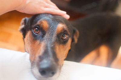 Close-up portrait of dog
