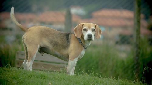 Dog looking away on field