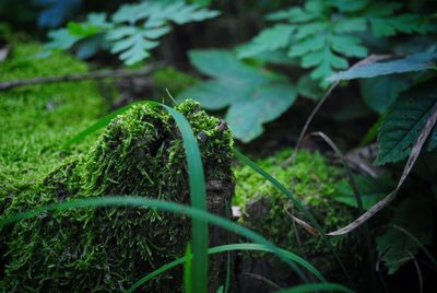 Close-up of green plants