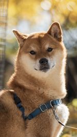 Shiba inu too cute