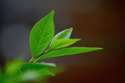 Close-up of leaves against blurred background