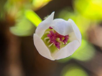 Close-up of white flowers