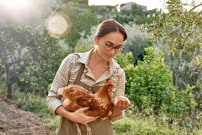 Woman feeding hens in the farm. free-grazing domestic hen in traditional free range poultry farm. 