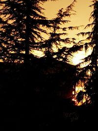 Silhouette of tree at sunset