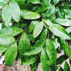 High angle view of leaves on field