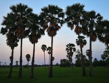 Palm trees on field against sky