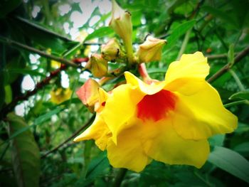 Close-up of yellow flower