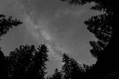 Low angle view of silhouette trees against sky at night