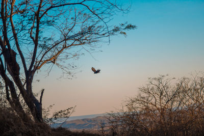 View of birds flying in the sky