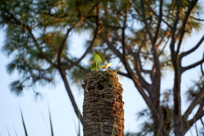 Low angle view of bird perching on tree